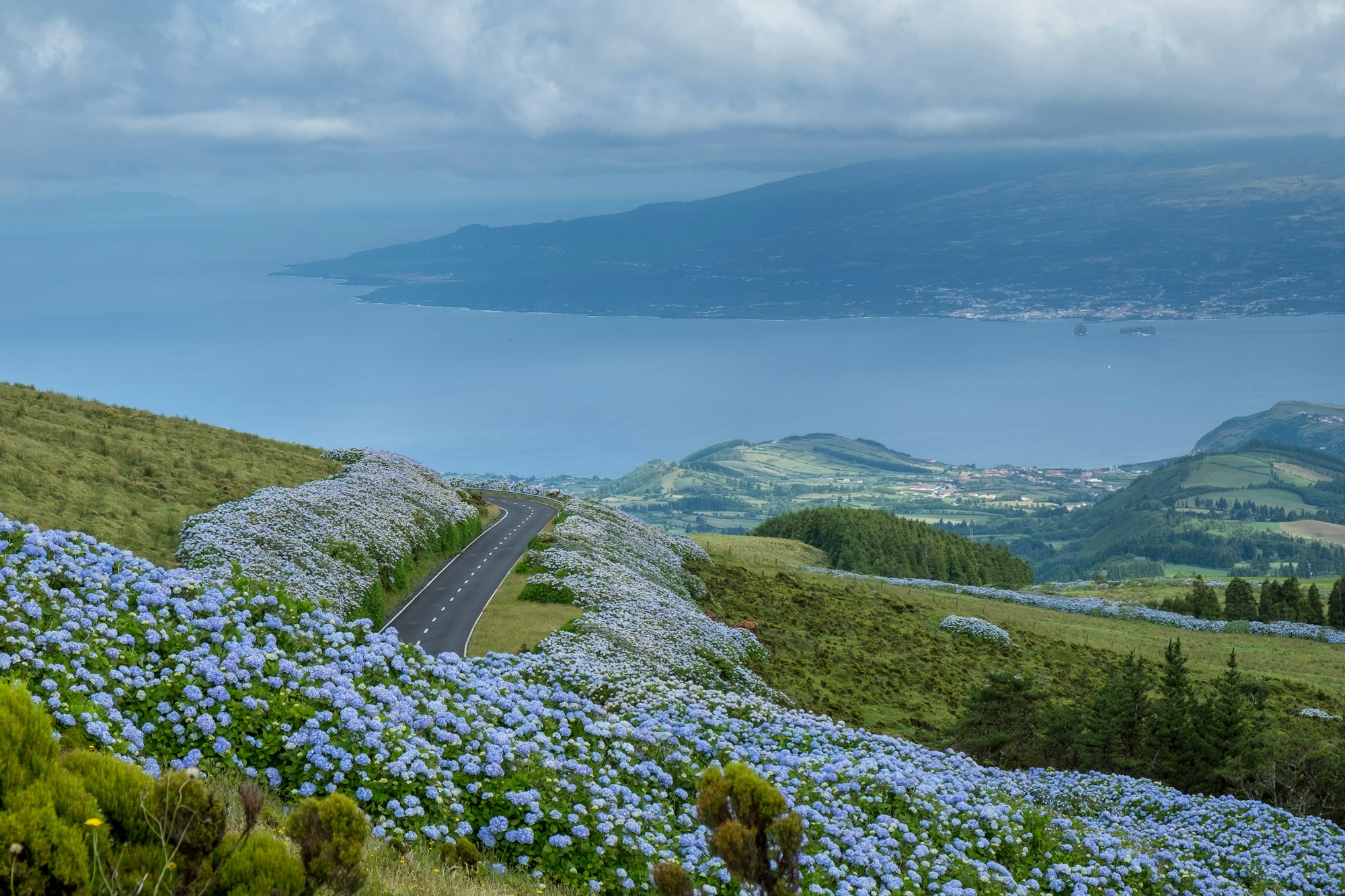 The most beautiful road with flowers with an ocean view on Faial Island, Azores.