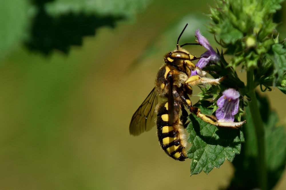 yellow and black bee on purple flower