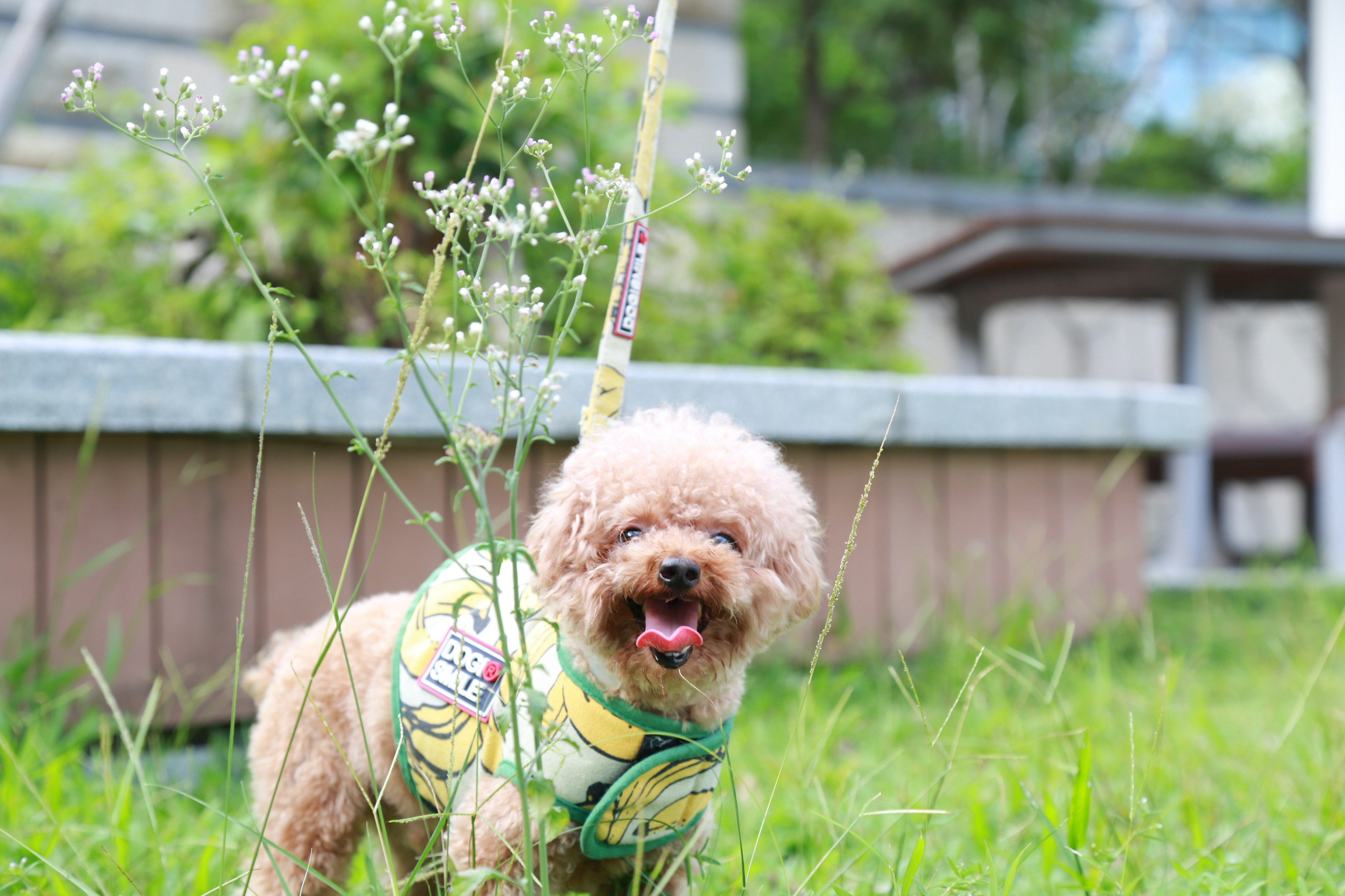 brown poodle puppy with leash