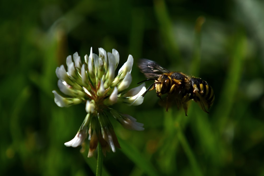 a bee is sitting on a white flower