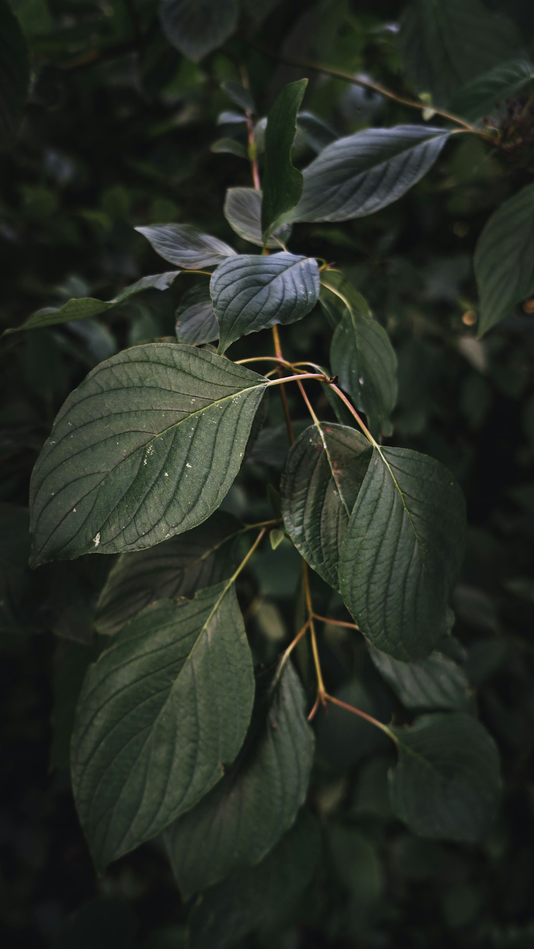 blue flower with green leaves