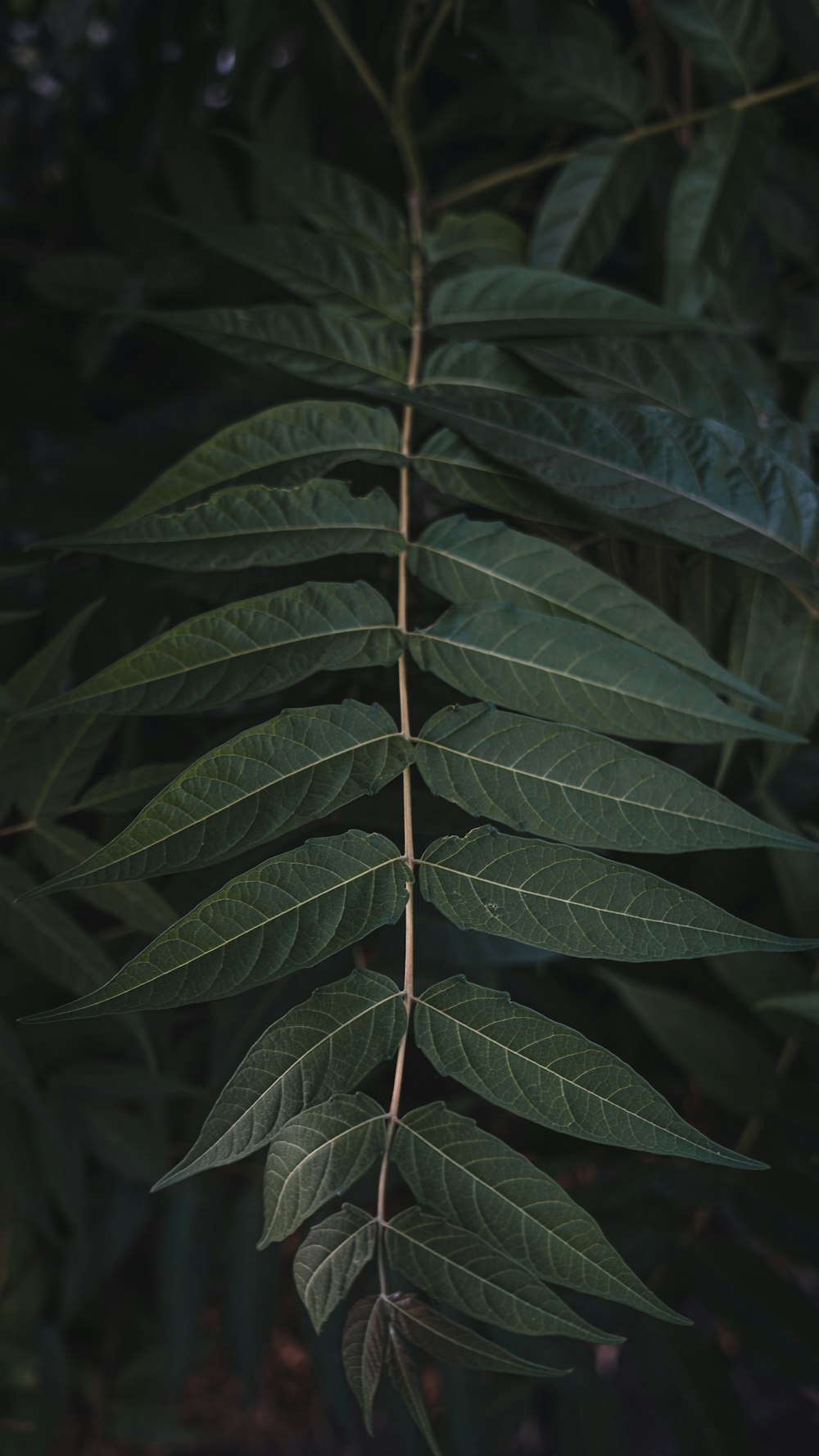 green leaves in close up photography