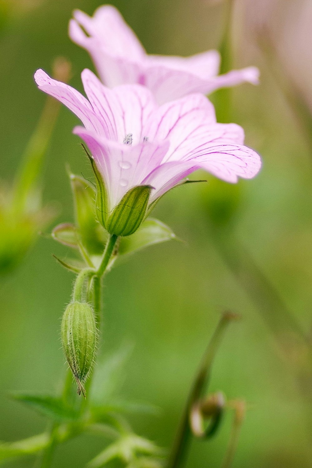 purple flower in macro shot