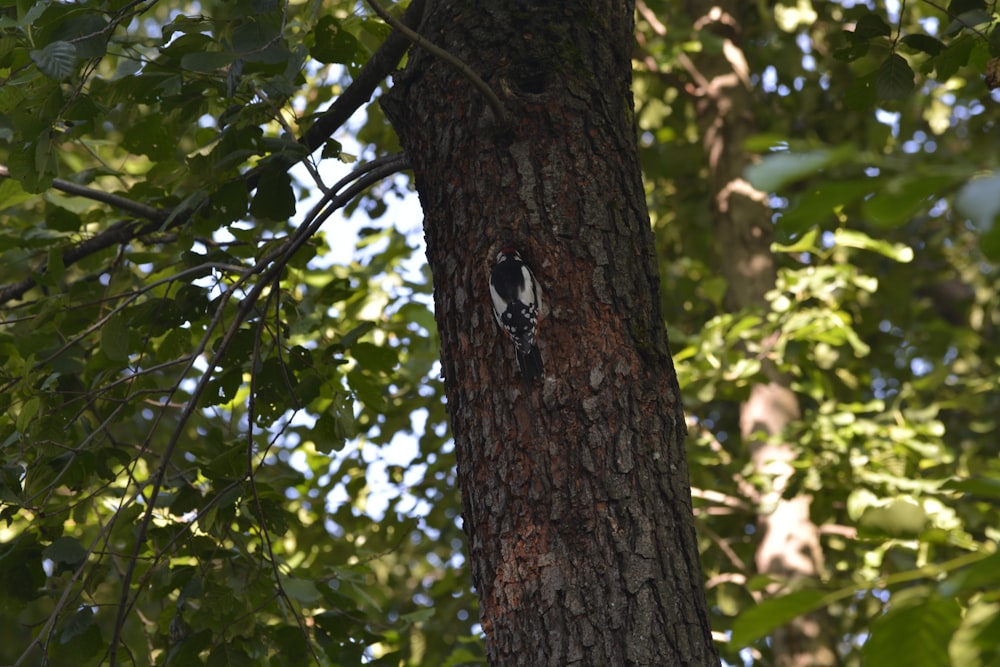 black beetle on brown tree during daytime