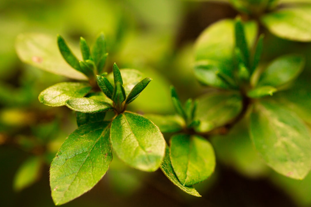 green leaf plant in close up photography