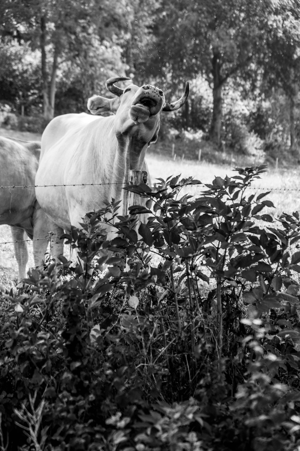 grayscale photo of cow on grass field