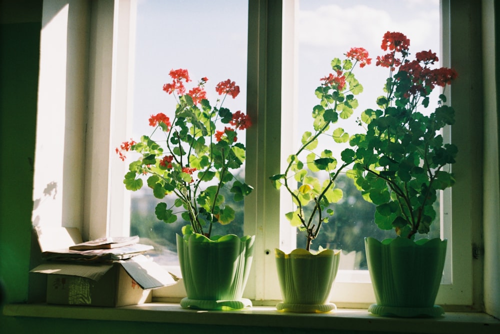 red and white flowers on green ceramic vase