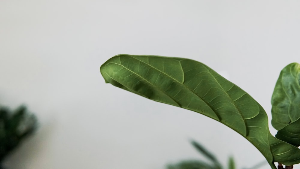 green leaf on white background