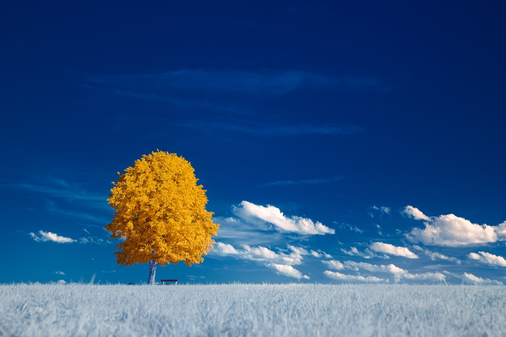 yellow tree on snow covered ground under blue sky during daytime