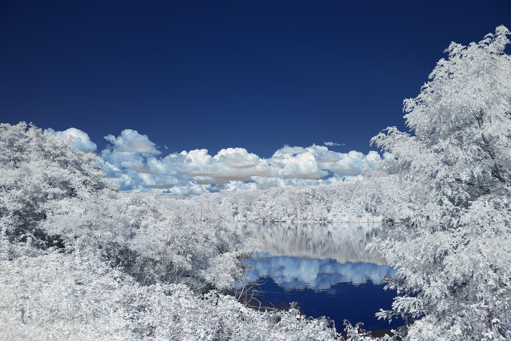 alberi coperti di neve bianca sotto il cielo blu durante il giorno