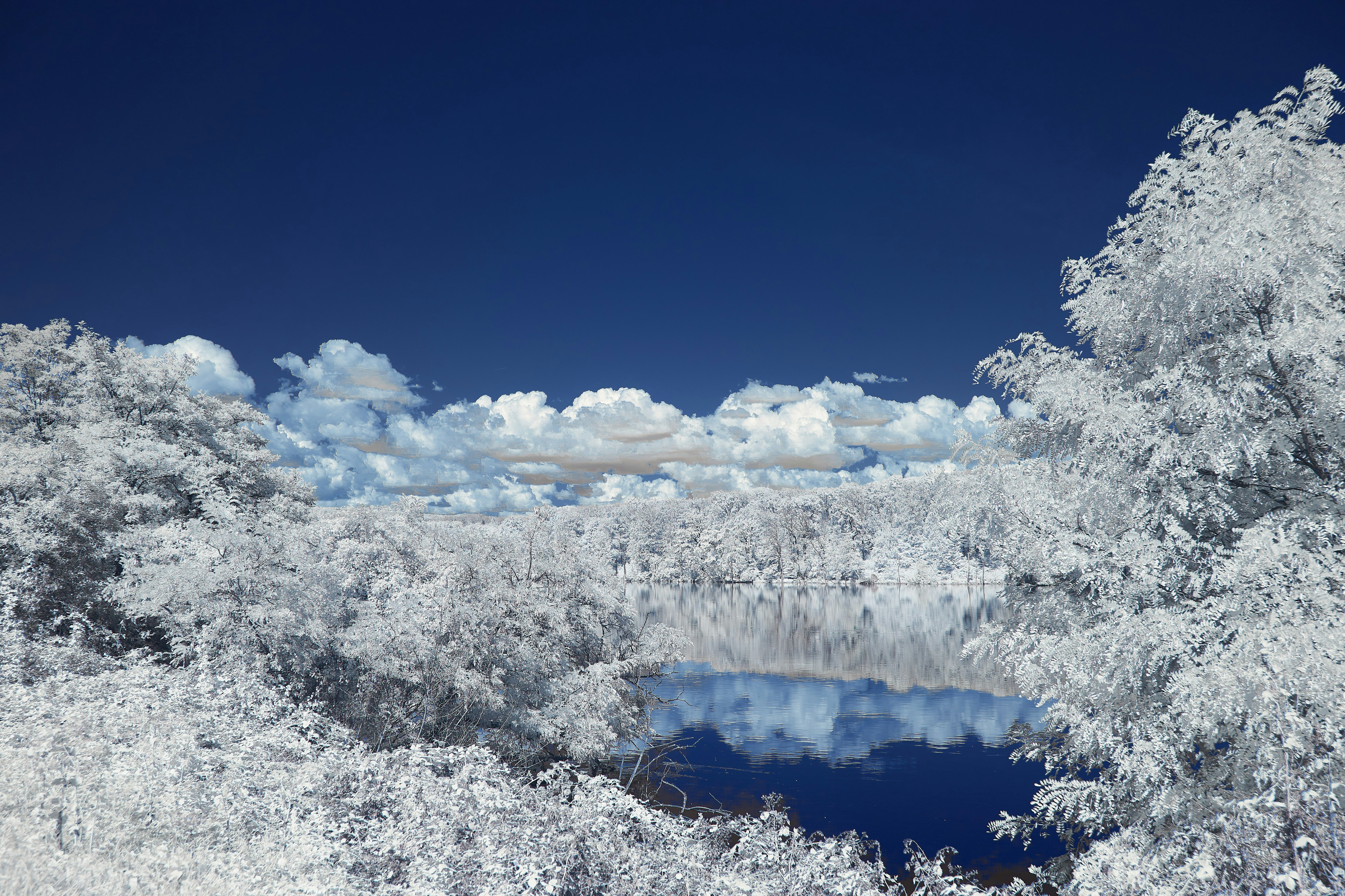 white snow covered trees under blue sky during daytime