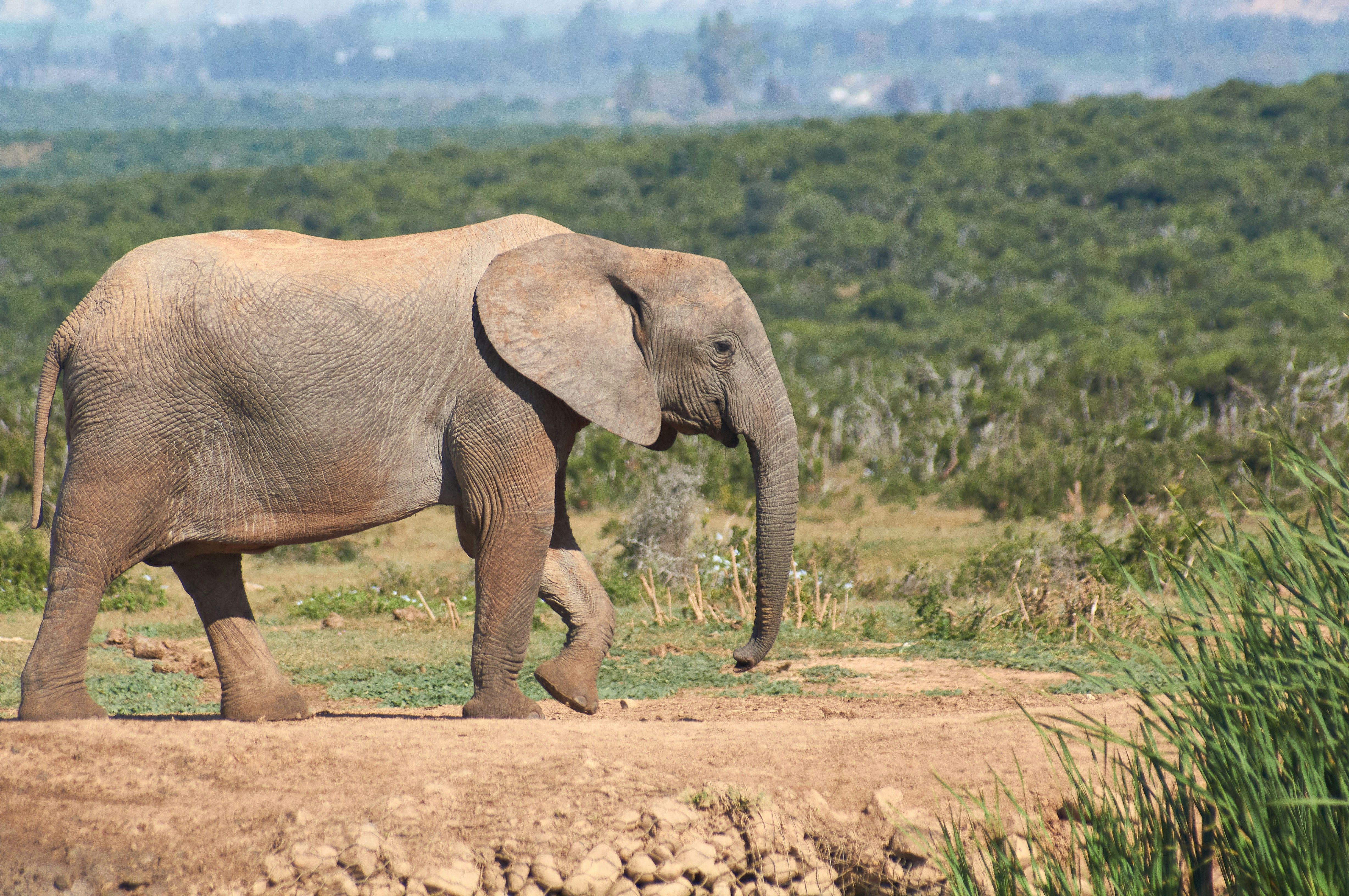 Photo by wolfgang_hasselmann