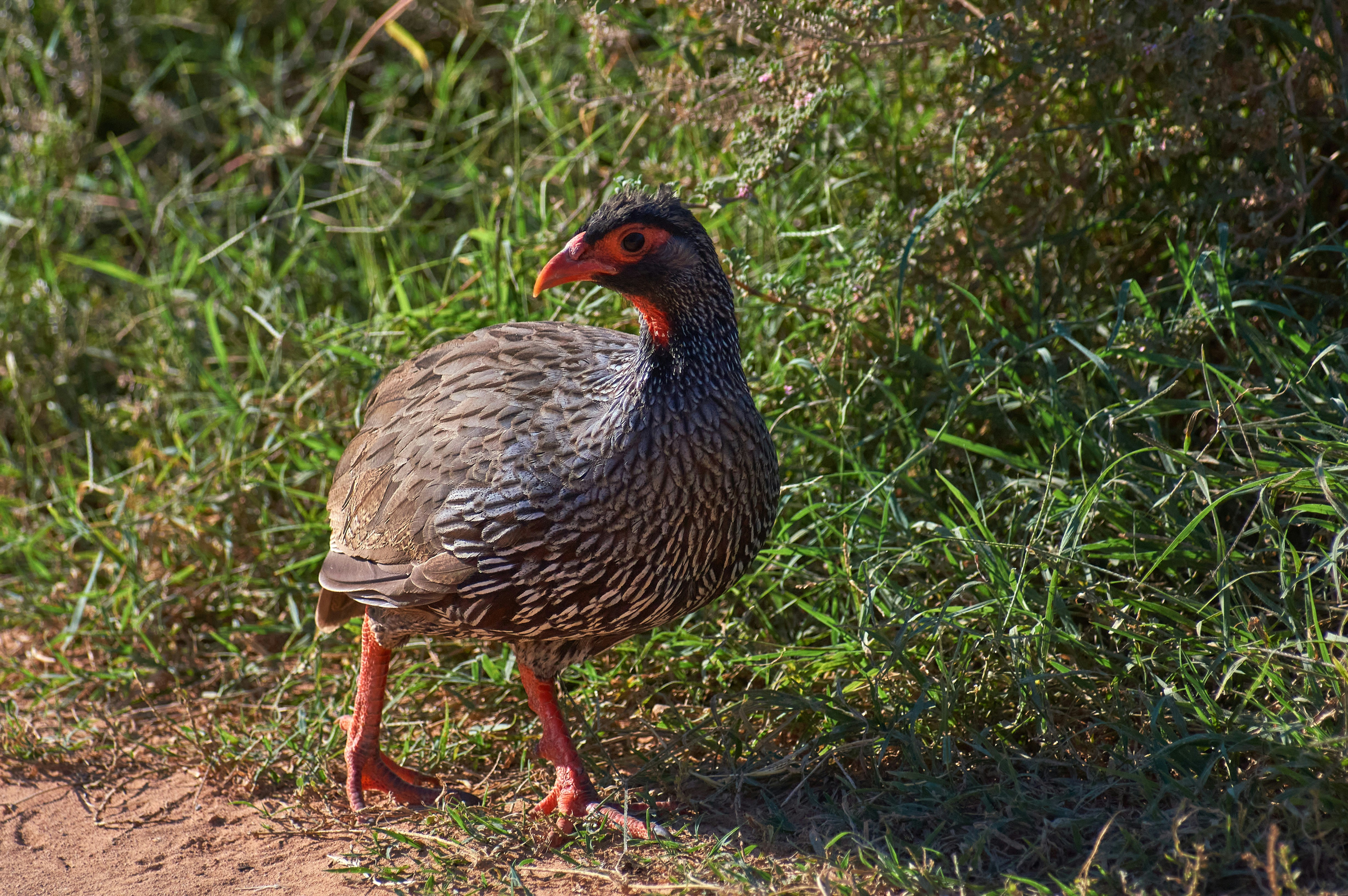 Photo by wolfgang_hasselmann