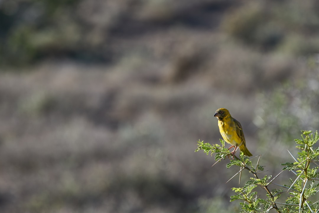 yellow bird perched on green plant