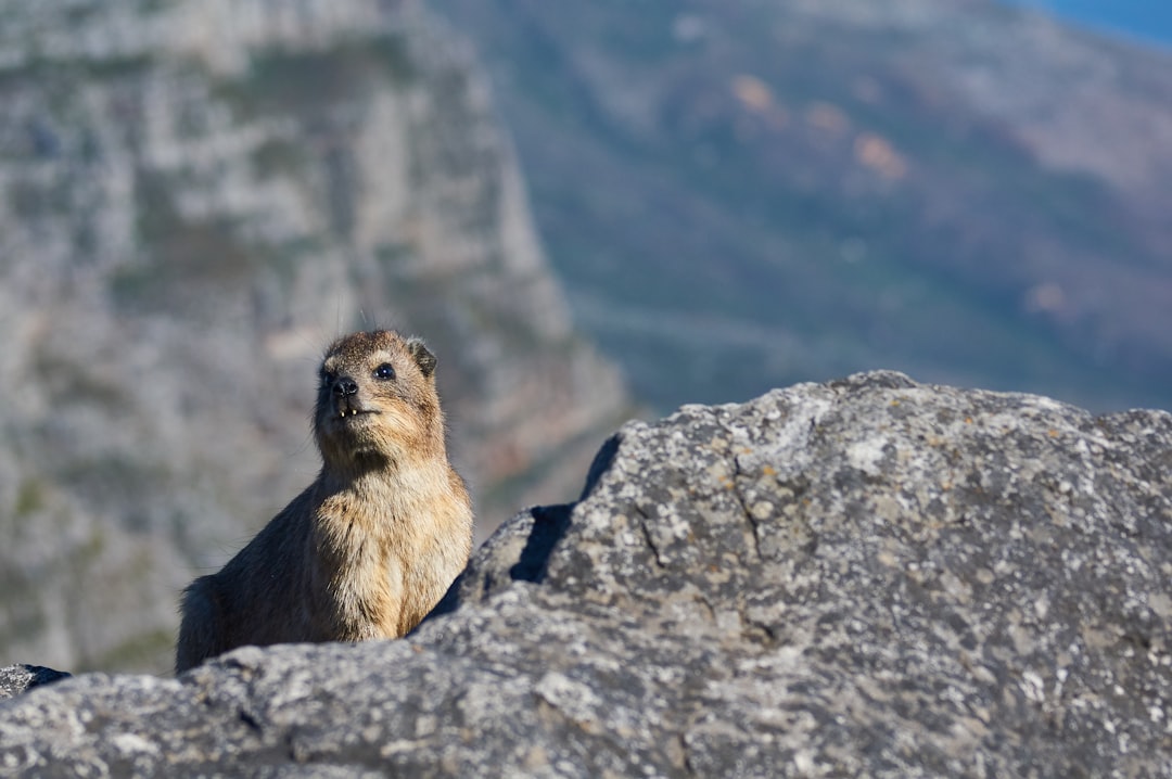 brown and white long haired animal on gray rock