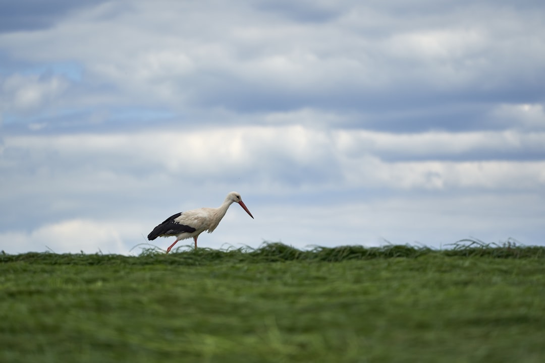 white stork on green grass field under white clouds and blue sky during daytime