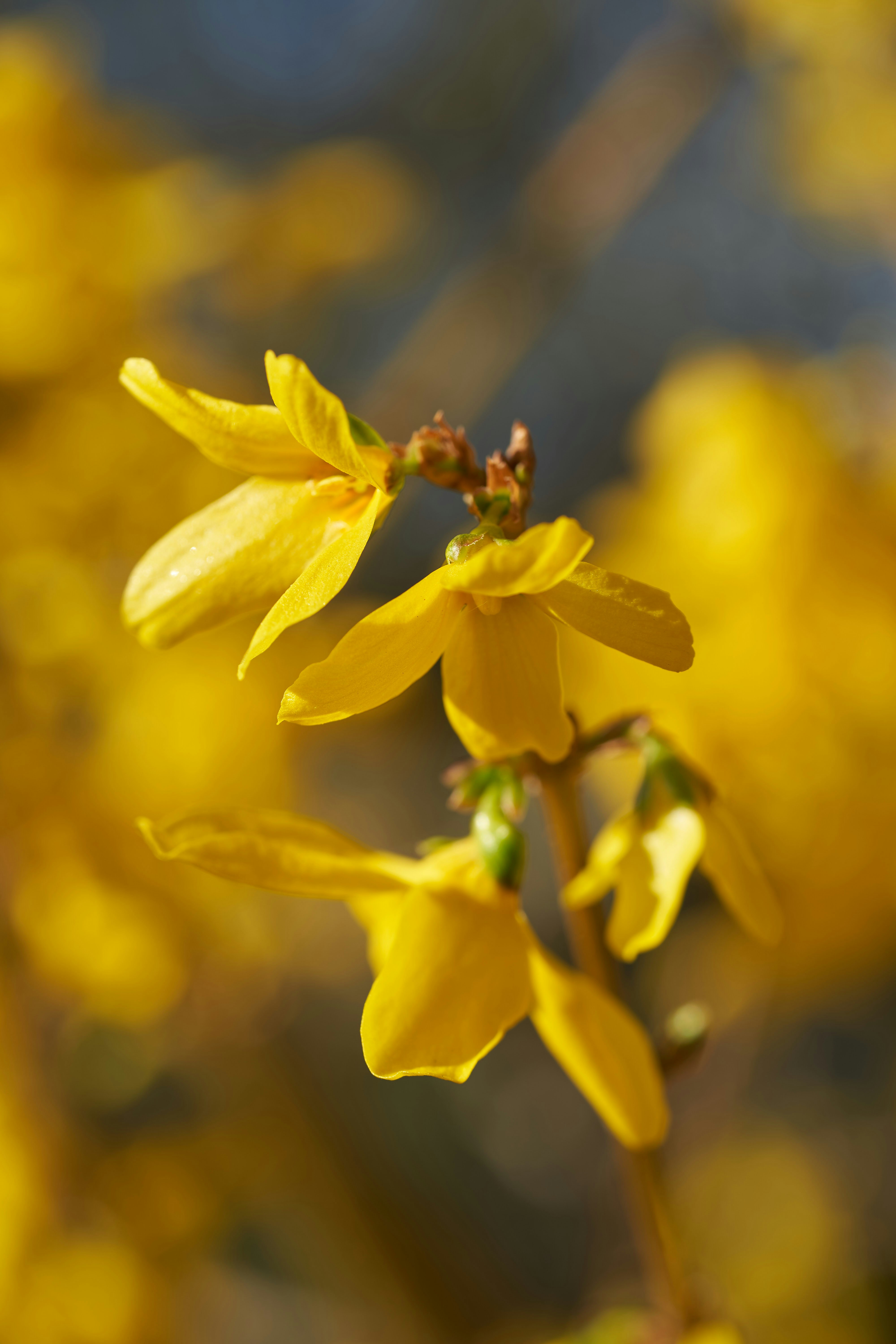 Photo by wolfgang_hasselmann