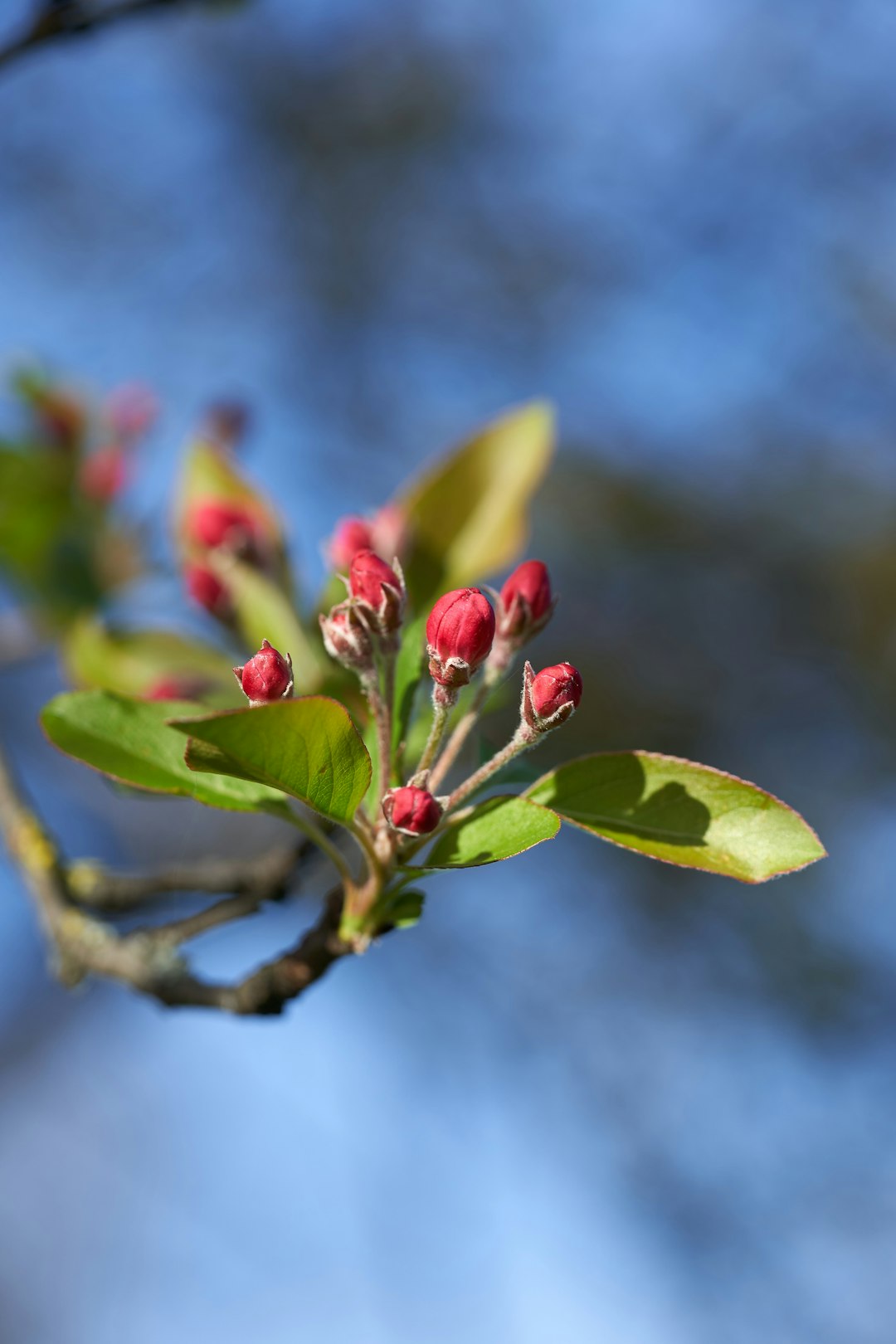 green leaf with red round fruits