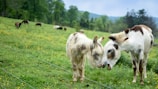 A group of micro mini donkeys happily grazing together at dawn.
