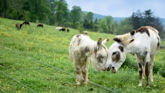 Two donkeys are standing closely together in a grassy field surrounded by wildflowers. In the background, more donkeys are grazing on the lush green pasture. The field is bordered by trees, and some hills are visible in the distance, creating a serene and pastoral setting.