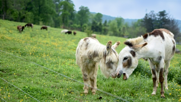 Two donkeys are standing closely together in a grassy field surrounded by wildflowers. In the background, more donkeys are grazing on the lush green pasture. The field is bordered by trees, and some hills are visible in the distance, creating a serene and pastoral setting.