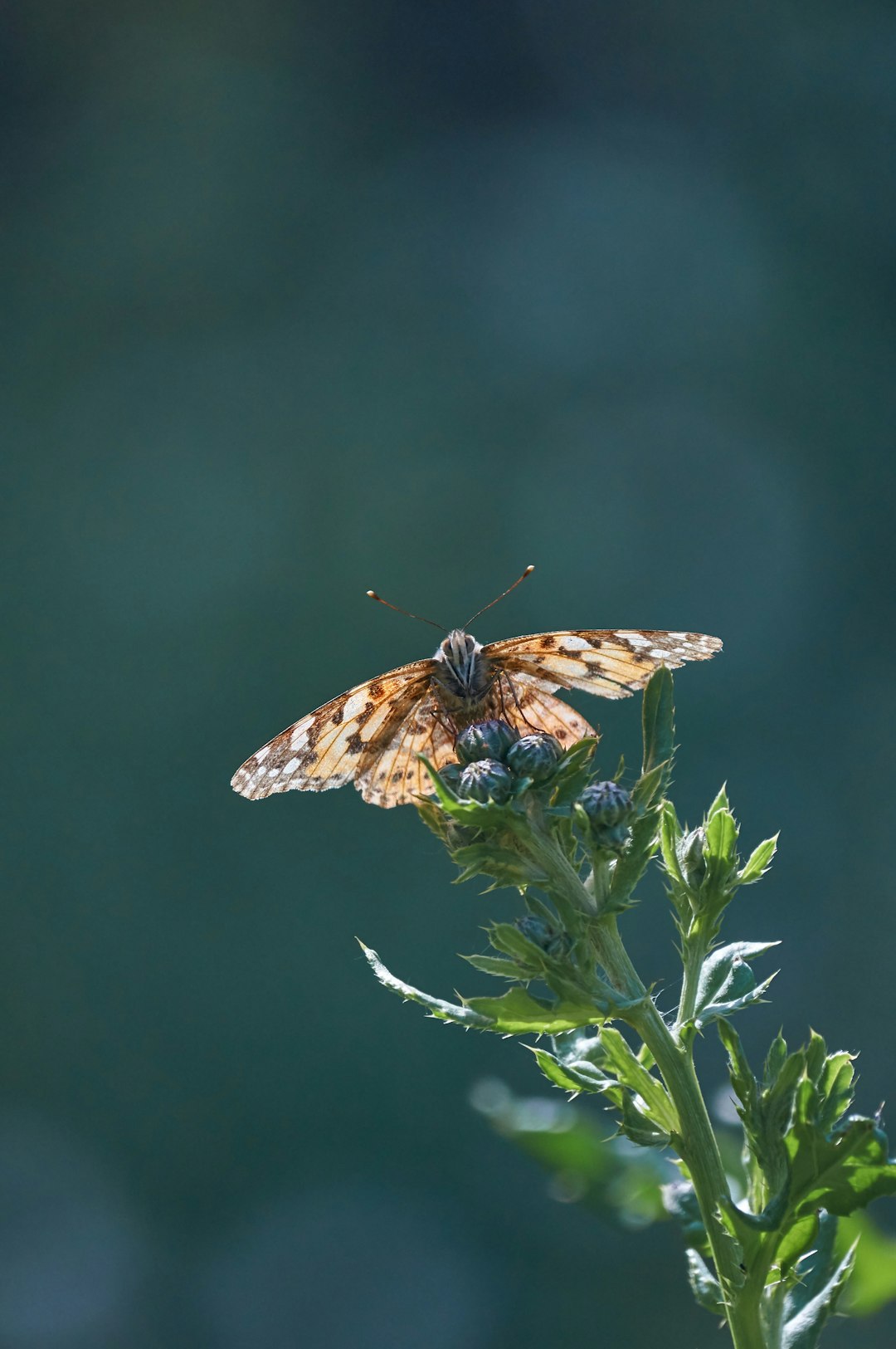 brown and black butterfly perched on green plant