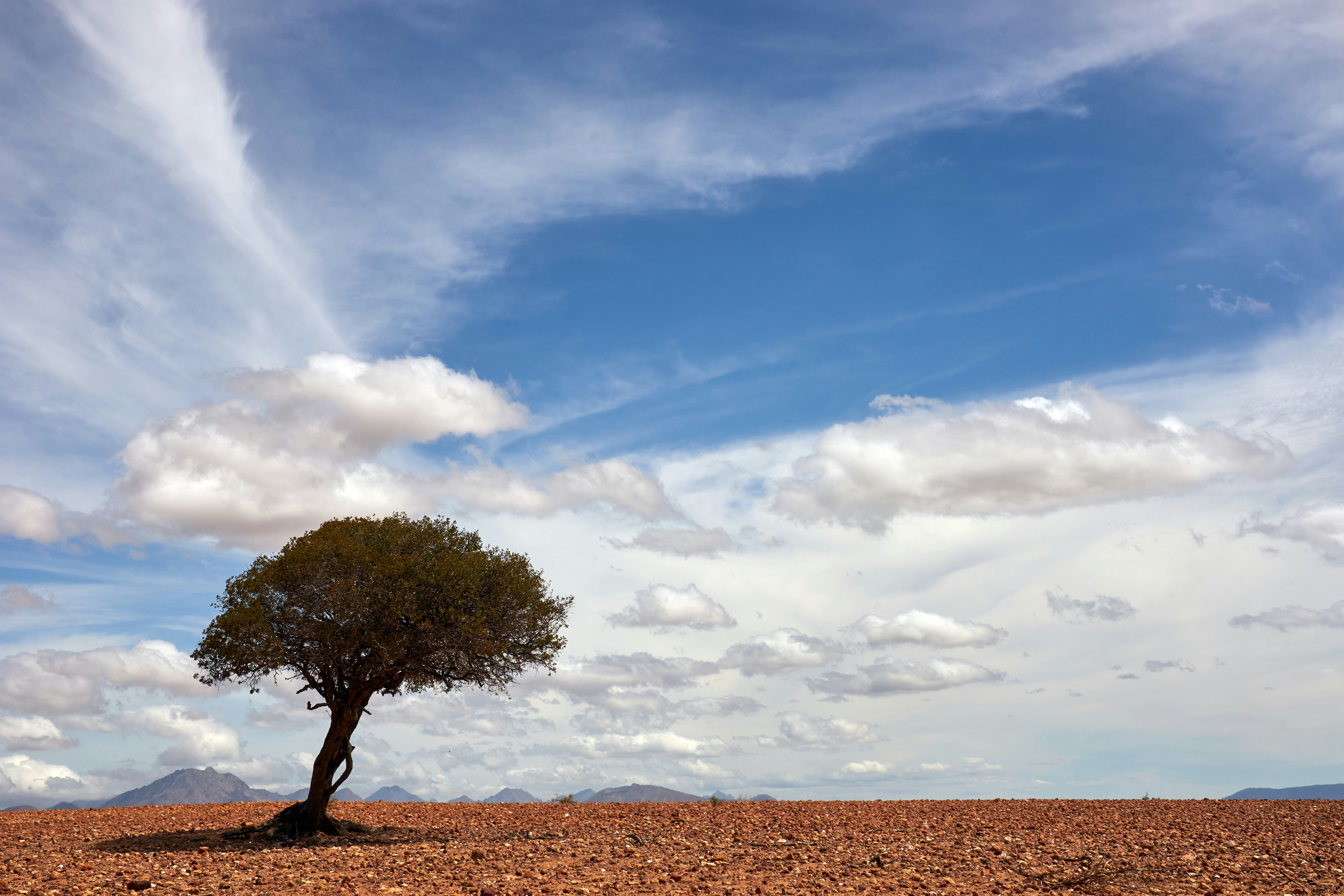 Photo by wolfgang_hasselmann