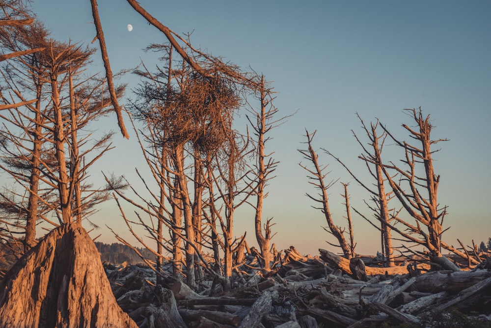 brown bare tree on rocky ground during daytime