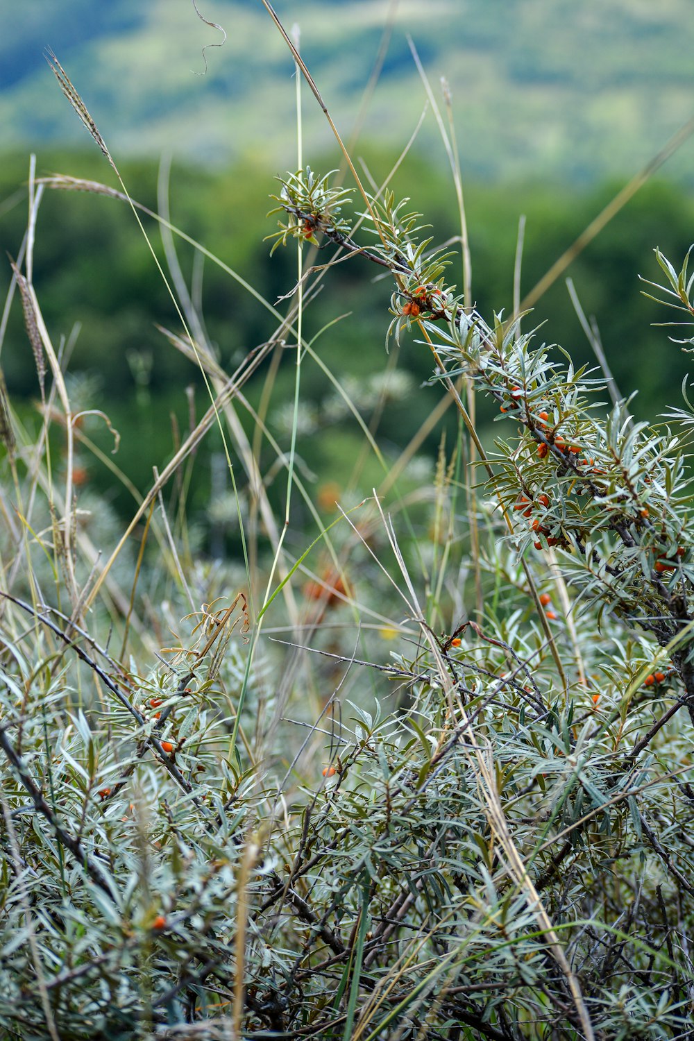 brown and green plant during daytime