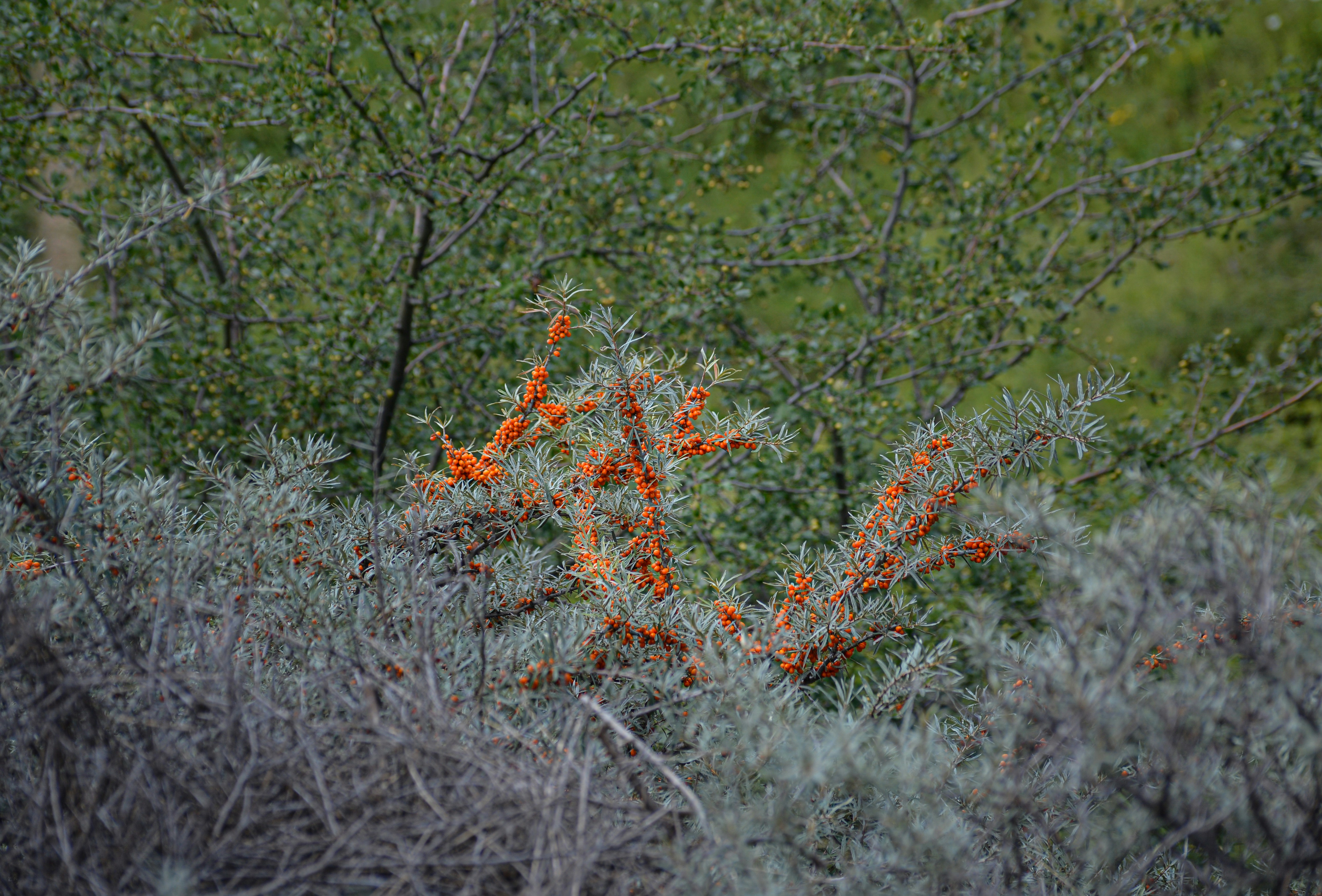 red flowers on green grass