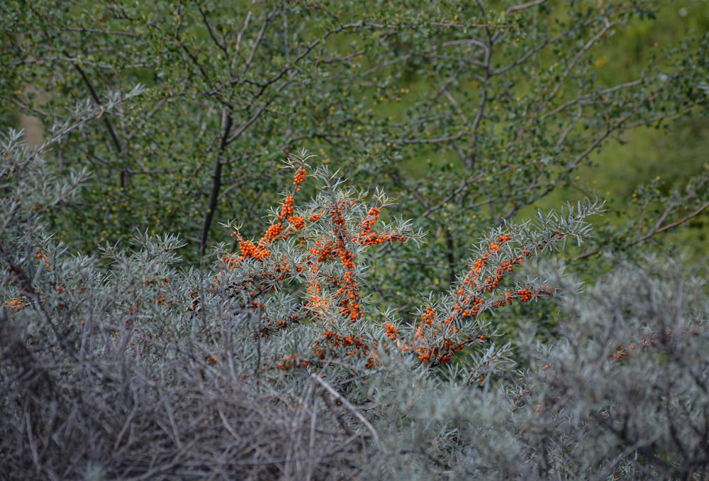 red flowers on green grass