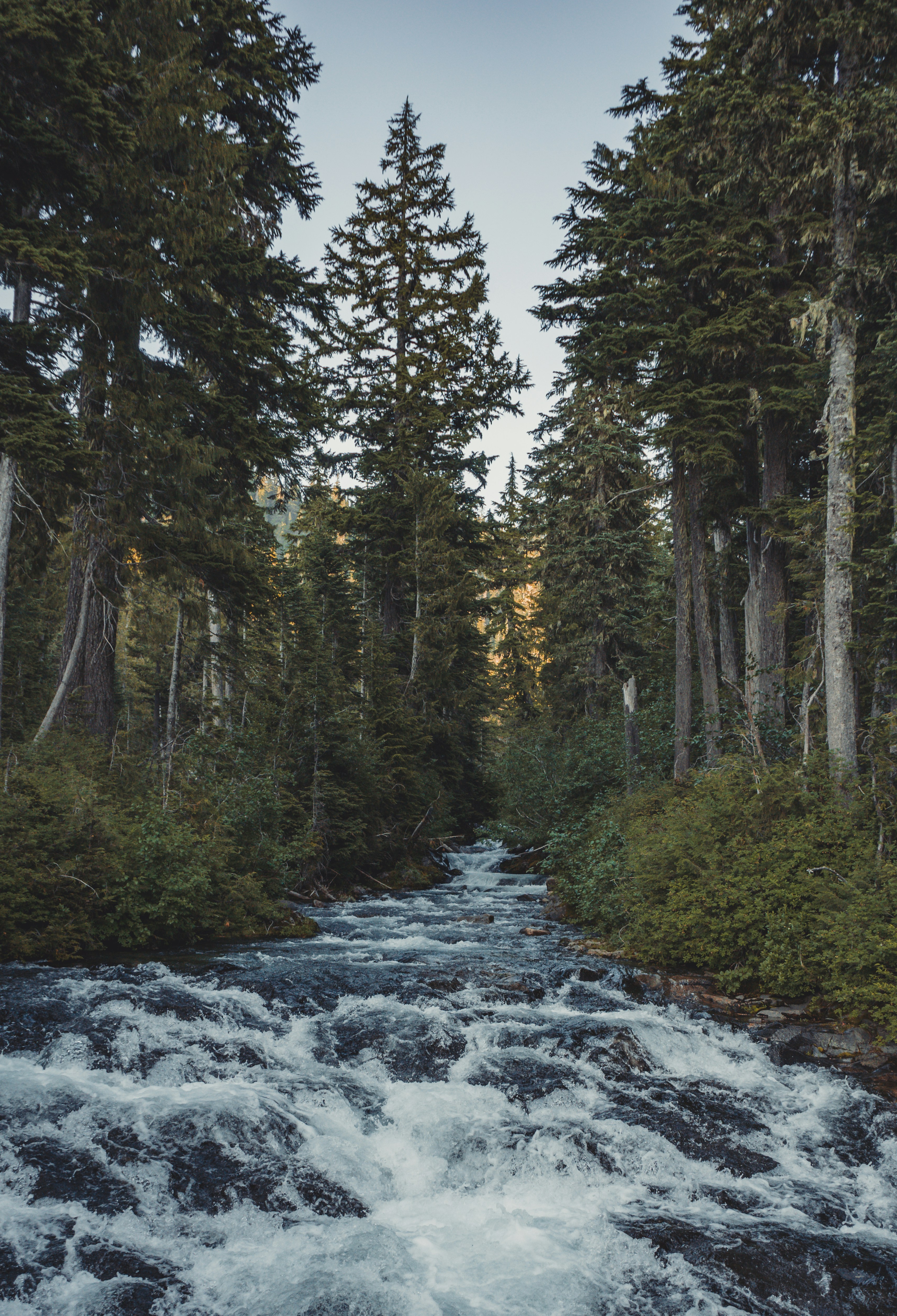 Dark river water flowing through green trees in Mount Rainier National Park.