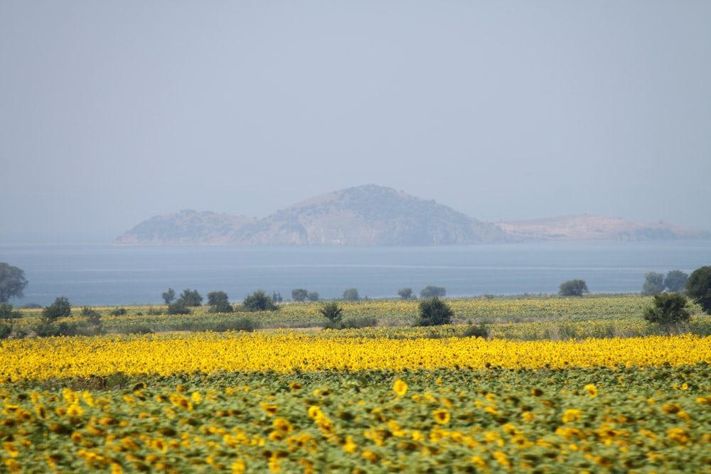 gelbes Blumenfeld in der Nähe von grünem Grasfeld tagsüber