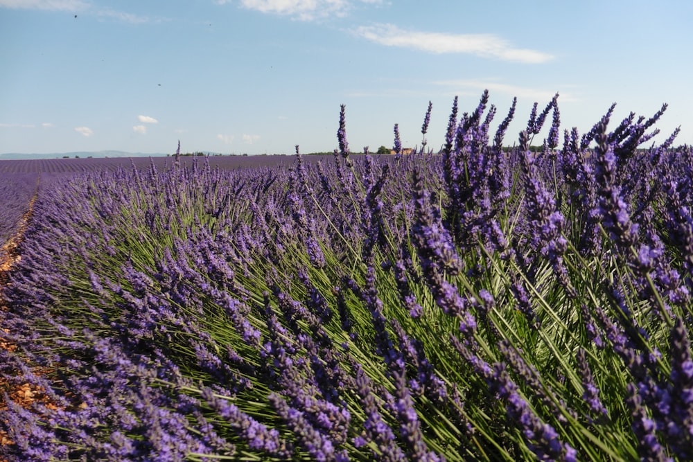 purple flower field under blue sky during daytime