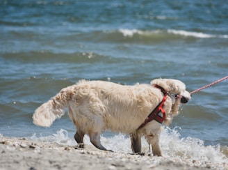 A golden retriever with a red harness is walking along the shore with waves gently lapping around its paws. The dog is leashed, and its fur appears slightly damp. The background consists of a calm, blue ocean with small waves.