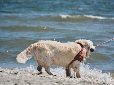 A golden retriever with a red harness is walking along the shore with waves gently lapping around its paws. The dog is leashed, and its fur appears slightly damp. The background consists of a calm, blue ocean with small waves.
