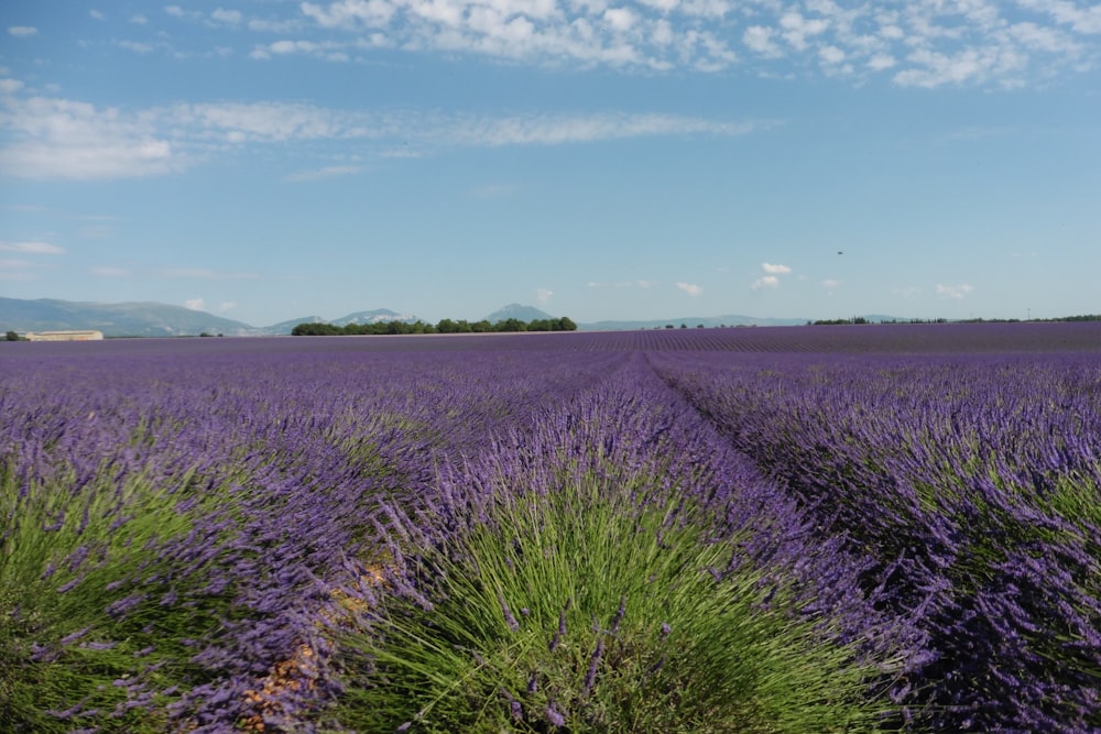 purple flower field under blue sky during daytime