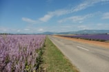 A scenic road stretches between two expansive fields of lavender, one on each side. The vibrant purple of the lavender contrasts with the blue sky and distant mountains, creating a serene and picturesque landscape.