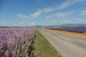 A scenic road stretches between two expansive fields of lavender, one on each side. The vibrant purple of the lavender contrasts with the blue sky and distant mountains, creating a serene and picturesque landscape.