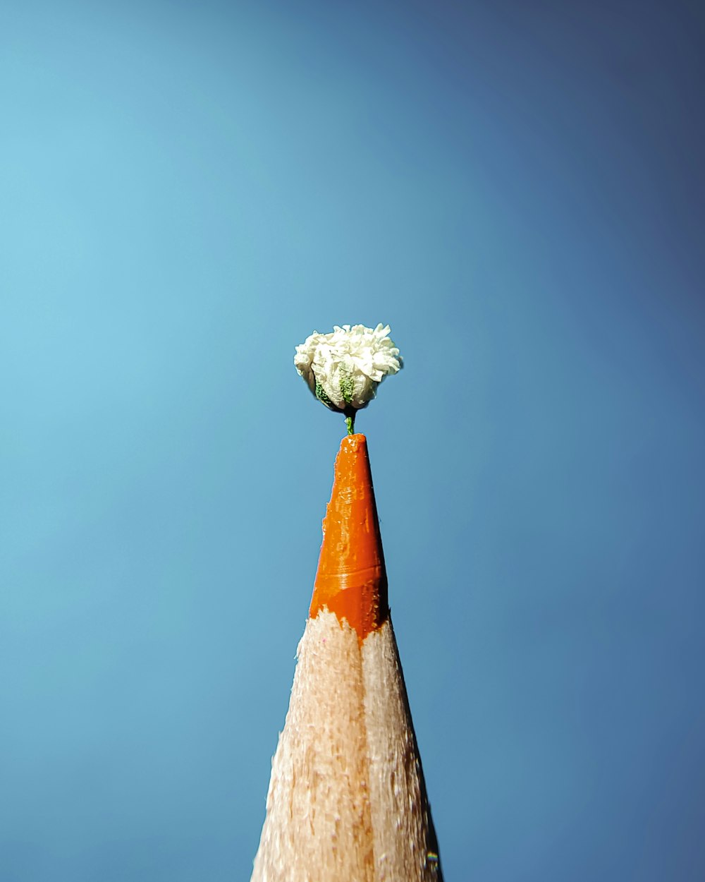 brown and white cone with white flowers