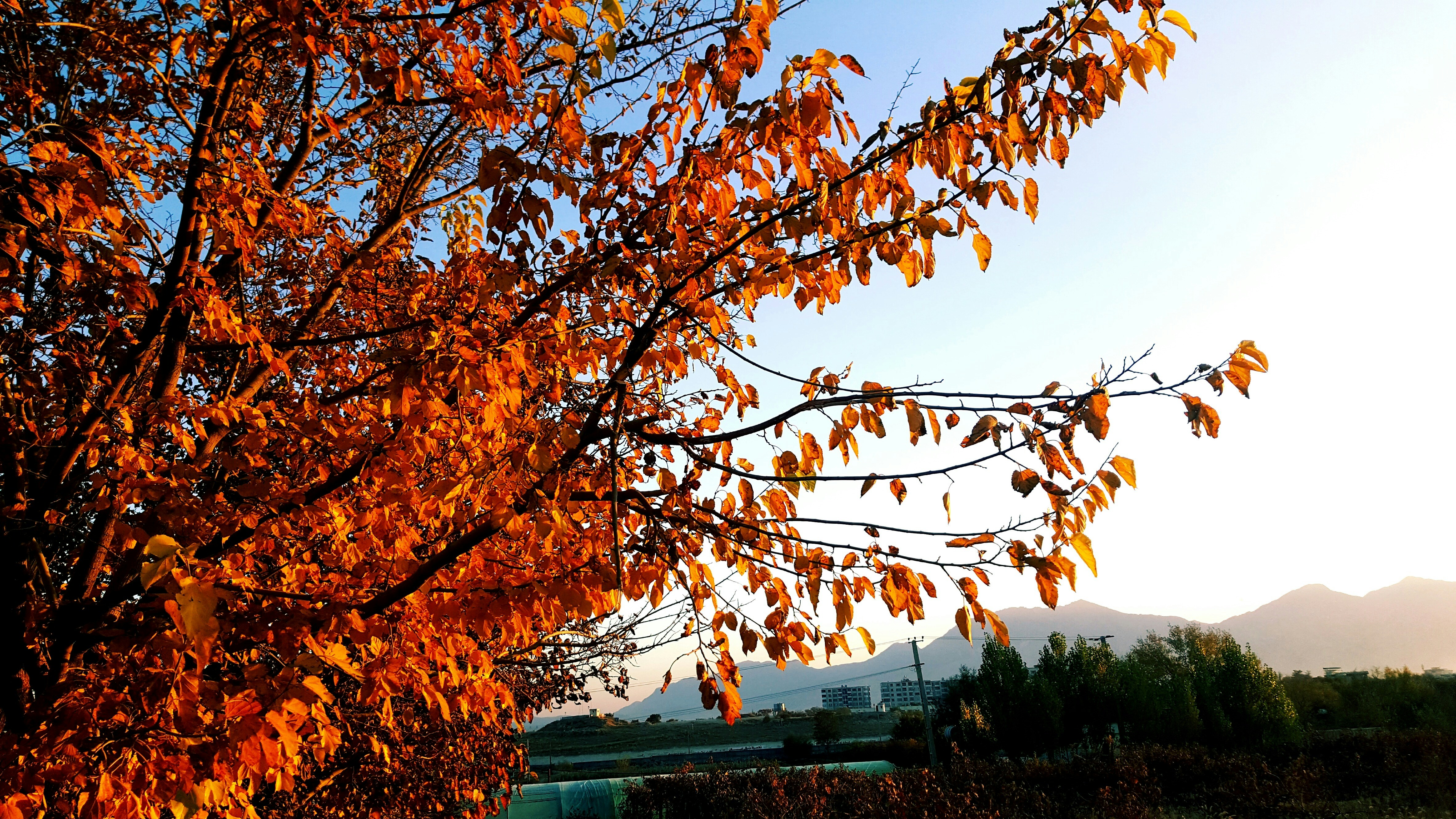 brown leaves tree near green house during daytime