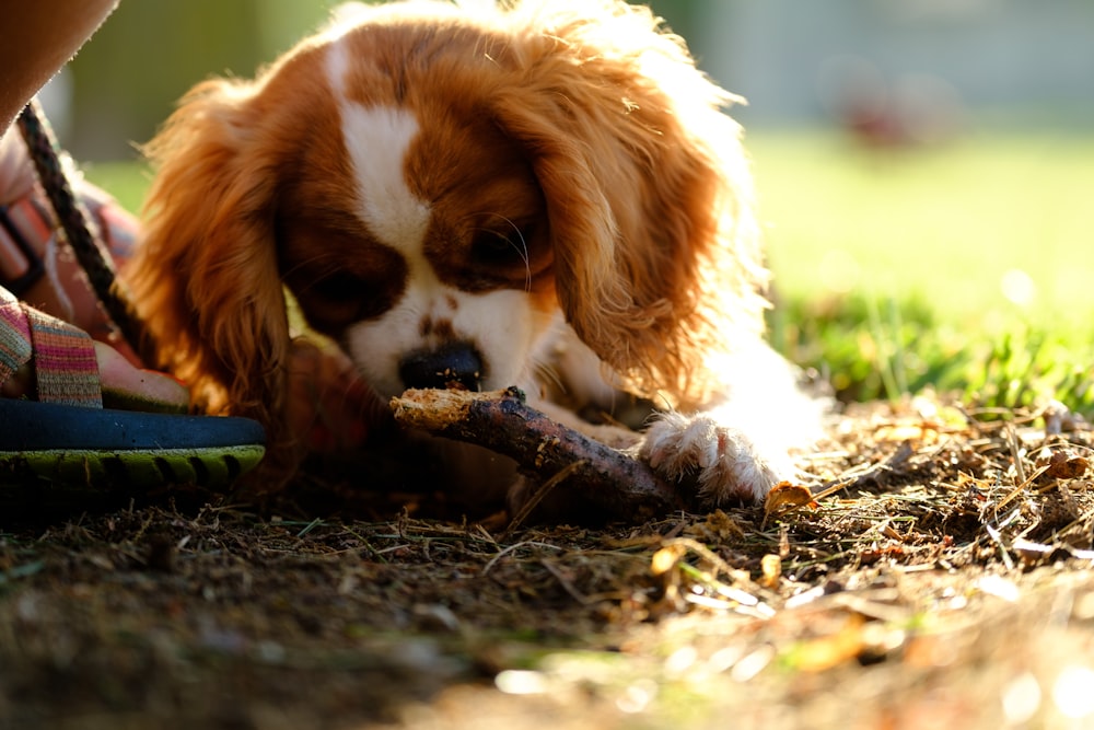a brown and white dog chewing on a bone