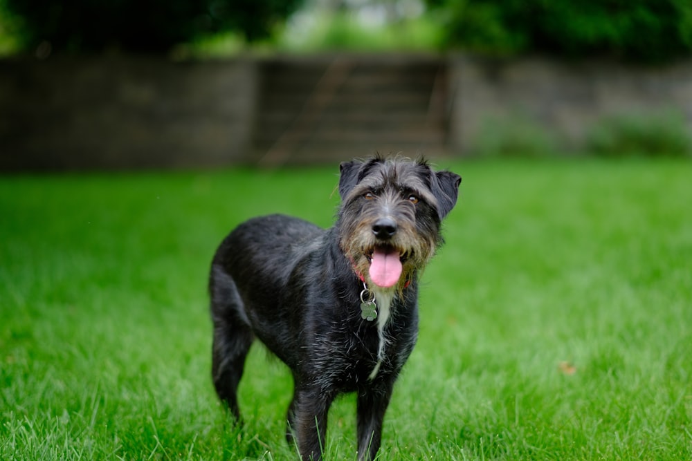 black and gray short coated dog running on green grass field during daytime