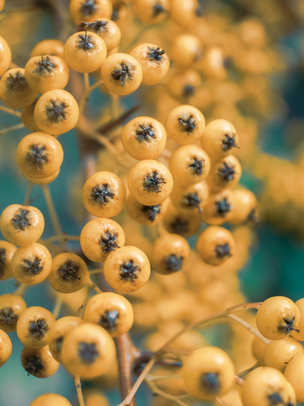 yellow round fruit in close up photography