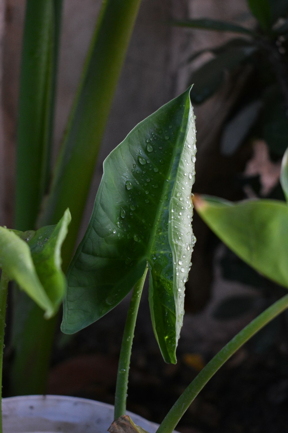planta de hoja verde con gotas de agua