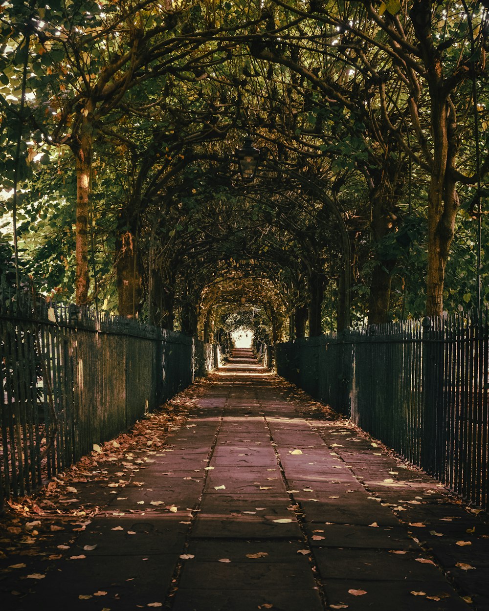 brown pathway between green trees during daytime