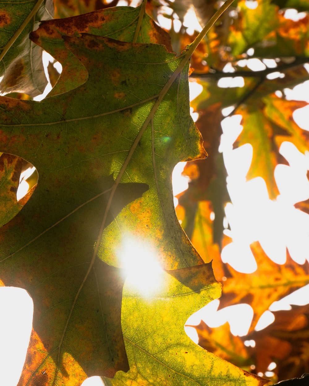 green maple leaf on brown tree branch