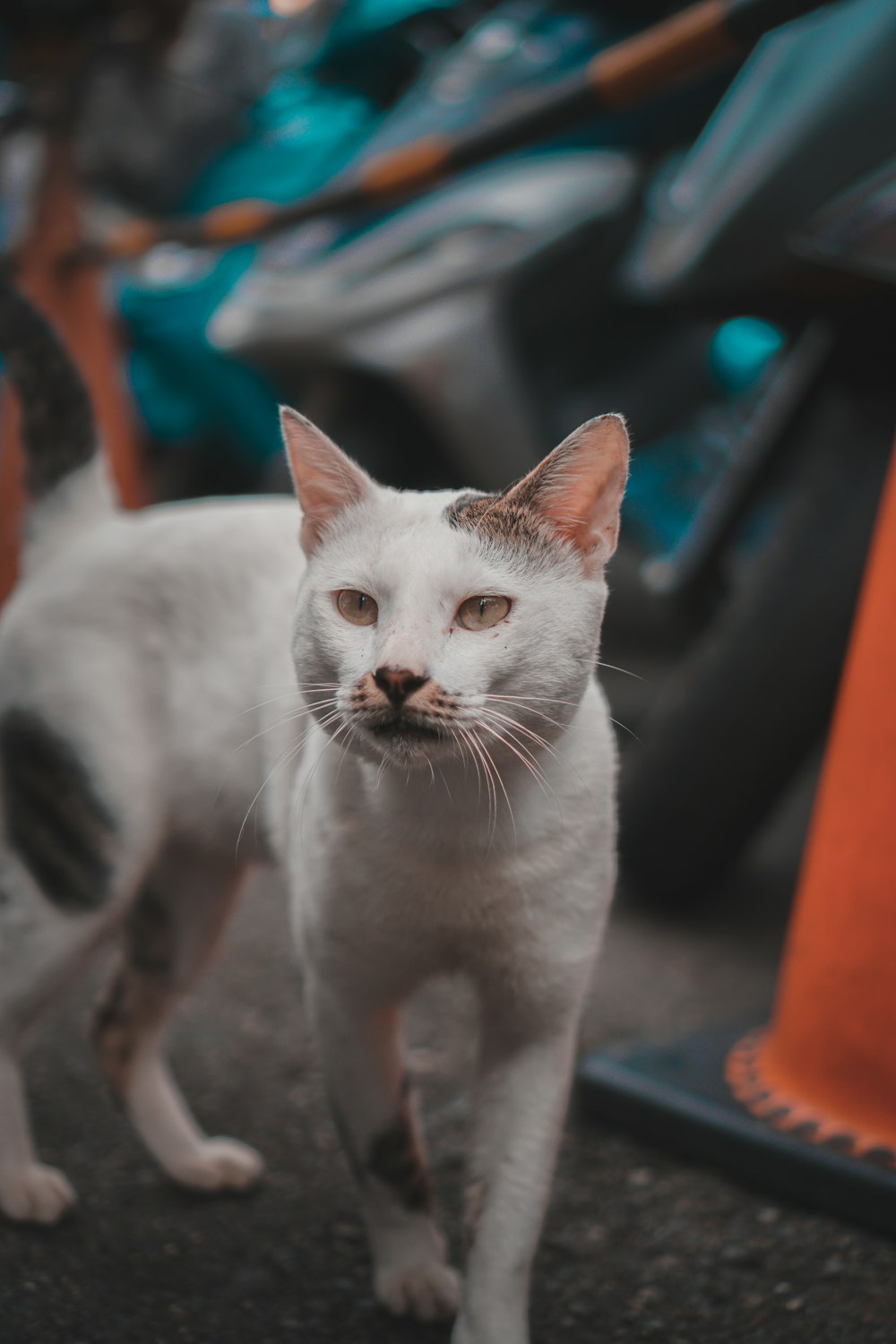 white cat on blue textile