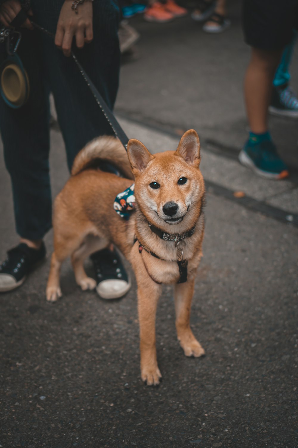 灰色のコンクリートの床に茶色の短いコートの犬