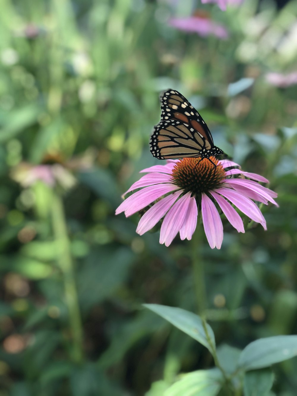 Mariposa monarca posada en flor rosada en fotografía de primer plano durante el día